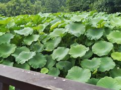 -龙头寺公园