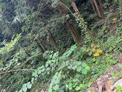 -素山寺森林公园