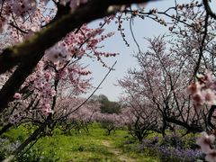 -上海海湾国家森林公园