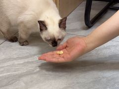 -瑞鹏宠物医院·普外科·影像科·皮肤科(城市山谷分院)