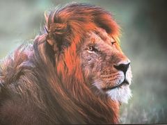 -罗红摄影艺术馆