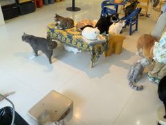 -平行世界·猫咖(首经贸店)