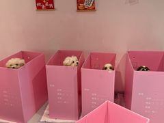 -翊宠yipet猫狗购宠庄园犬舍•猫舍