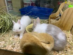 -藦茜花园宠物主题亲子互动体验馆(国顺东路店)