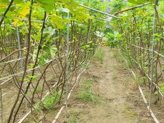 -武汉世外桃源农庄