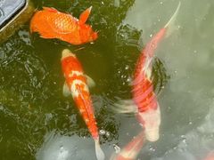 -雅苑中餐厅