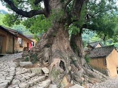 -杨家堂村