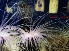 -上海海洋水族馆