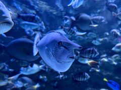 -海合安成都极地海洋公园