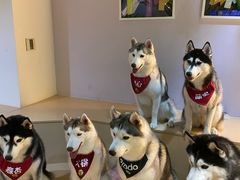 -Husky Go! 哈士奇体验馆·宠物咖啡厅狗咖
