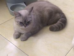 -瑞派动物医院·猫专科·至诚(江南中分院)