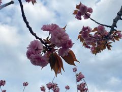 -高东镇樱花园