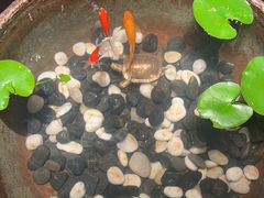 -曲水兰亭(北京四惠店)