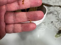 -金太粽(上海弄堂第一粽店)