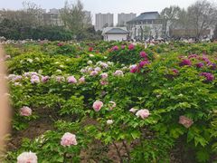 -曹州牡丹园