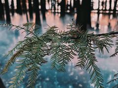 -东湖落雁景区