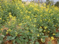 油菜花（整片）-天适樱花悠乐园