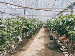 -马陆小张葡萄园农家乐