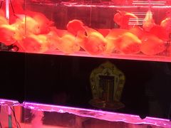 -中环花鸟鱼虫市场