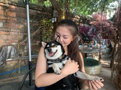 -柴犬高等学院·狗咖·柴犬售卖·宠物训练