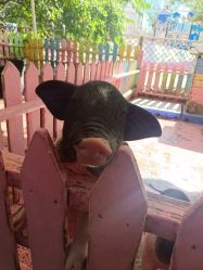 -萌宠亲子动物乐园(槐房万达店)