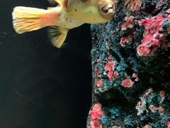 -暹罗海洋世界