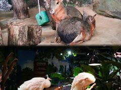 -正佳雨林生态植物园