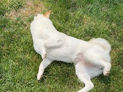 -趣玩宠物乐园寄养训犬训狗游泳池