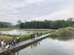 -溱湖国家湿地公园