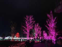 -枫林花海
