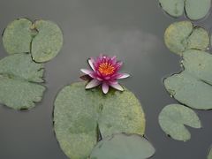 -秋霞圃