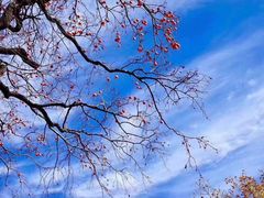-菌之家·专业纯野生菌火锅·特色炒菌