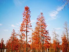 -池杉湖湿地公园