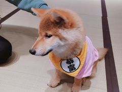 -逗柴咖啡屋·狗咖猫咖宠物桌游