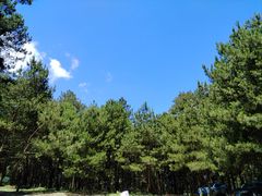-重庆睡佛山森林公园