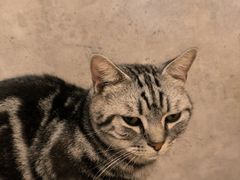 -猫咪派对(江南西店)