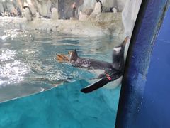 -帝企鹅自助餐厅•儿童岛•真企鹅(长隆企鹅酒店)