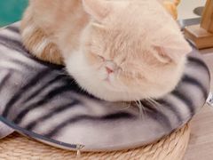 -飞行喵MR PILOT|猫舍·猫咖(静安大融城店)