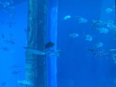 -亚特兰蒂斯•OSSIANO奥西亚诺海底餐厅