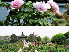 -尚湖风景区