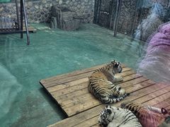 -横道河子东北虎林园