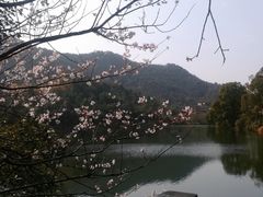-桃花岭景区