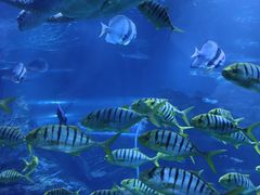 -太平洋海底世界