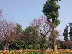 -秀丽东方