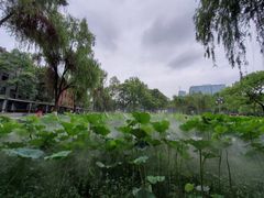 -四川大学(望江校区)