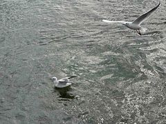 -深圳湾公园(南山区)
