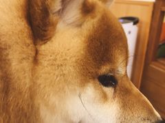 -豆柴町-柴犬主题狗咖(红鼎国际C座店)