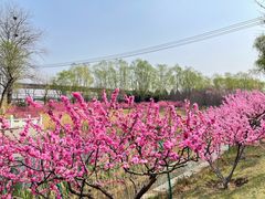 -大望京公园