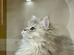 -青奢宠物·青奢猫舍