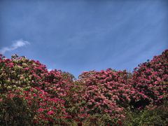 -贵州百里杜鹃风景名胜区